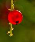 Rote Jonannisbeere