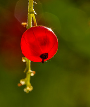 Rote Jonannisbeere