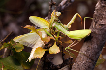 Mantis vs Mantis