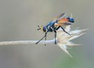 Raupenfliege  (Cylindromyia intermedia)