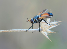 Raupenfliege  (Cylindromyia intermedia)