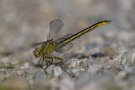Westliche Keiljungfer