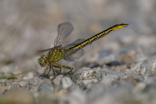 Westliche Keiljungfer