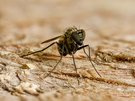 Langbeinfliege (Dolichopodidae) aus der Gattung Medetera