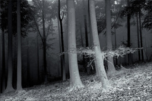 Im Buchenwald ...