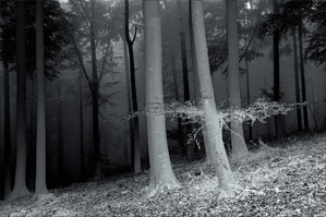 Im Buchenwald ...