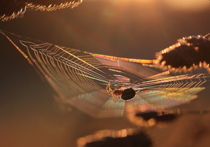 Spinne am Morgen