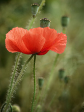 Die Mohnblume