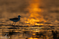 Stelzenläufer im goldenen Abendlicht