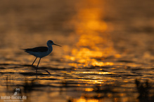 Stelzenläufer im goldenen Abendlicht