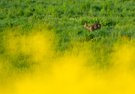 Gelbe Landschaft