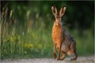 Heide-Hase