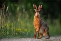 Heide-Hase