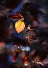 das Blatt