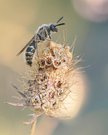 Colpa quinquecincta