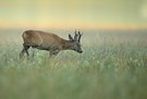 Starker Bock