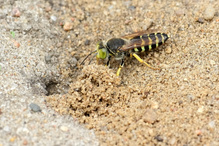 Kreiselwespe vor der Bruthöhle