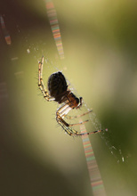 Spinne im Gegenlicht