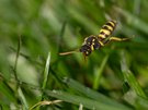 Weibliche Nomada goodeniana, Schmalband-Wespenbiene oder Feld-Wespenbiene