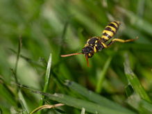 Weibliche Nomada goodeniana, Schmalband-Wespenbiene oder Feld-Wespenbiene