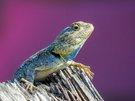 Das Bewerbungsfoto