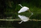 Silberreiher Spiegelung