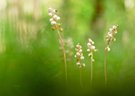 Pyrola minor