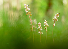 Pyrola minor