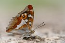 Grosser Schillerfalter