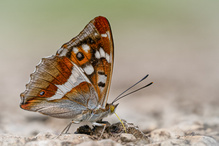 Grosser Schillerfalter