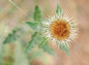 Kleine Sonne am Wegesrand
