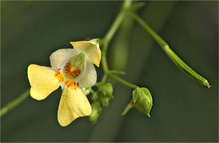 Echtes Springkraut