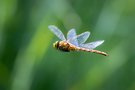 Flotte Flieger