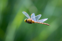 Flotte Flieger