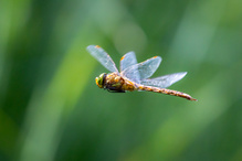 Flotte Flieger