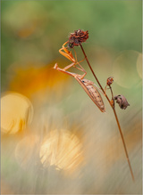 -Aurum Mantis-