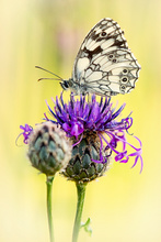 Melanargia galathea