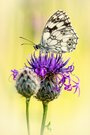 Melanargia galathea