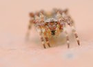 Gehörnte Kreuzspinne (Araneus angulatus)