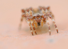 Gehörnte Kreuzspinne (Araneus angulatus)