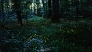 Sternenmeer am Waldboden