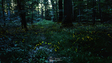 Sternenmeer am Waldboden