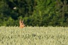 Morgens am Waldrand