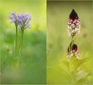 Die Orchideen der Schweiz Gattung Neotinea