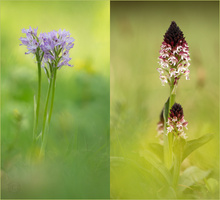 Die Orchideen der Schweiz Gattung Neotinea