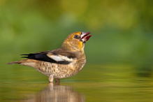 Der Kirschendieb