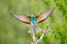 In voller Pracht ...