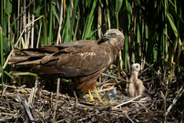 Rohrweihe am Nest