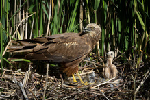 Rohrweihe am Nest
