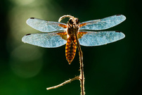 Plattbauchlibelle beim Sonnenbad
